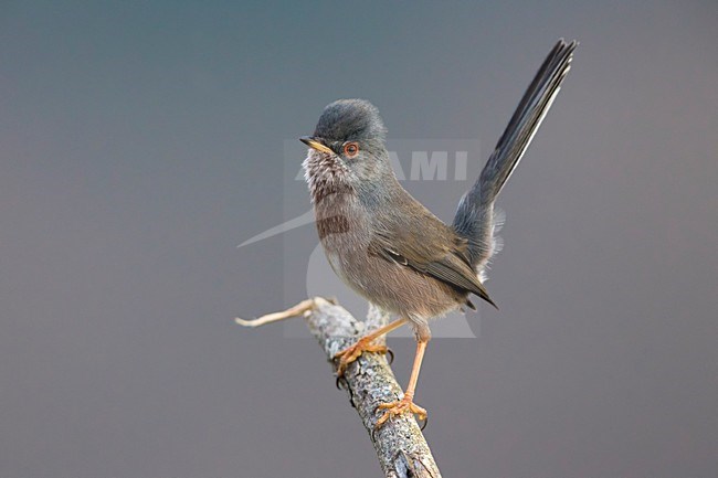 Provencaalse Grasmus; Dartford Warbler stock-image by Agami/Daniele Occhiato,