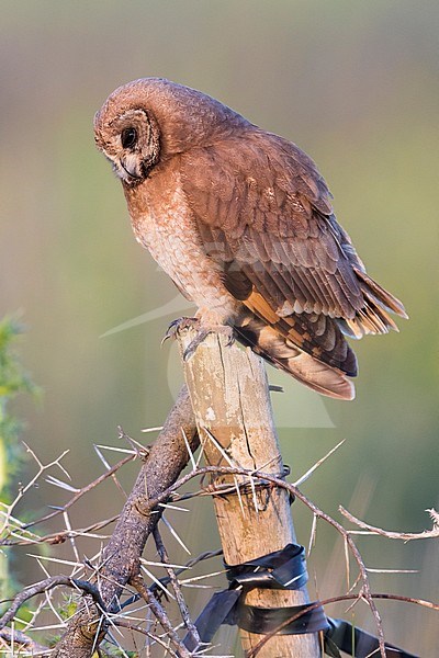 Marsh Owl (Asio capensis tingitanus), adult perched on a post in Morocco stock-image by Agami/Saverio Gatto,