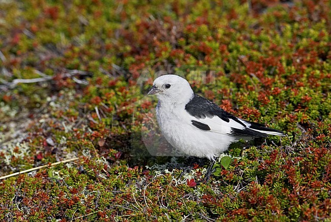 Sneeuwgors mannetje zittend op rots; Snow Bunting male perched on rock stock-image by Agami/Markus Varesvuo,