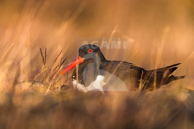 Adult Eurasian Oystercatcher (Haematopus ostralegus) during spring on Iceland. Sitting on her nest. stock-image by Agami/Daniele Occhiato,
