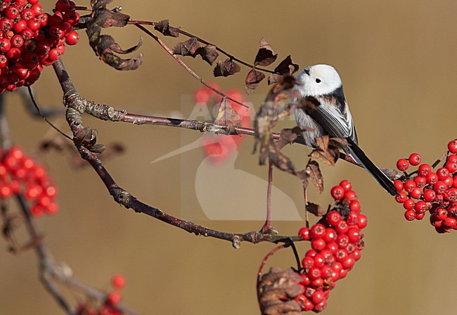 Witkopstaartmees zittend op tak; White-headed Long-tailed Bushtit perched on a branch stock-image by Agami/Markus Varesvuo,