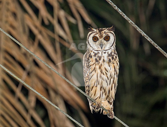 Striped Owl, Asio clamator, in Costa Rica. Perched at night. stock-image by Agami/Pete Morris,