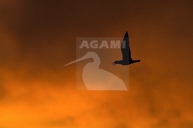 Zilvermeeuw vliegend bij zonsondergang; Herring Gull flying at sunset stock-image by Agami/Menno van Duijn,