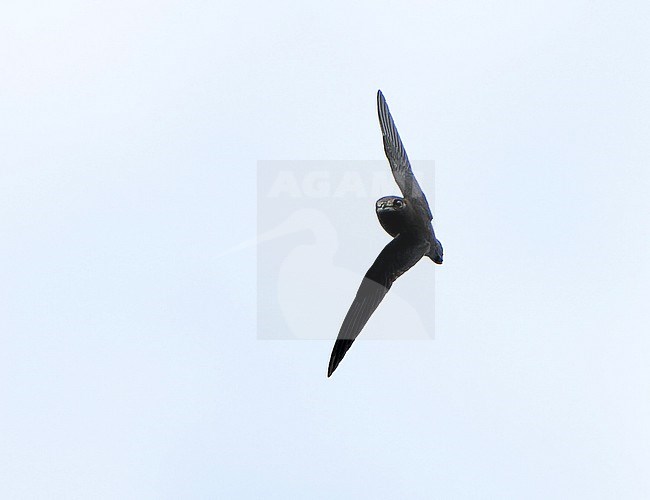 White-chinned swift (Cypseloides cryptus) in Northern Peru. stock-image by Agami/Dani Lopez-Velasco,