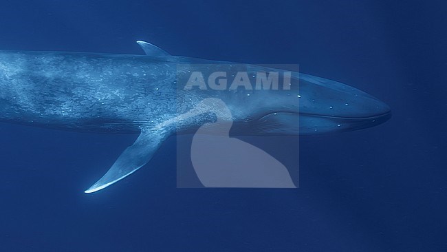 Portrait of a Blue Whale (Balaenoptera musculus ssp brevicauda). stock-image by Agami/Lennart Verheuvel,
