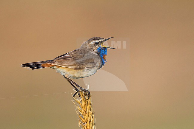 Red-spotted Bluethroat - Blaukehlchen - Cyanecula svecica ssp. pallidogularis, Kazakhstan, adult male stock-image by Agami/Ralph Martin,