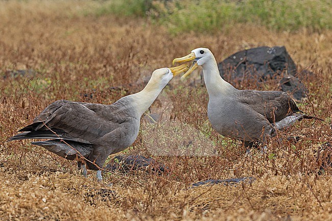 Adult Waved Albatrosses (Phoebastria irrorata) on the Galapagos Islands, part of the Republic of Ecuador. Displaying birds. stock-image by Agami/Pete Morris,