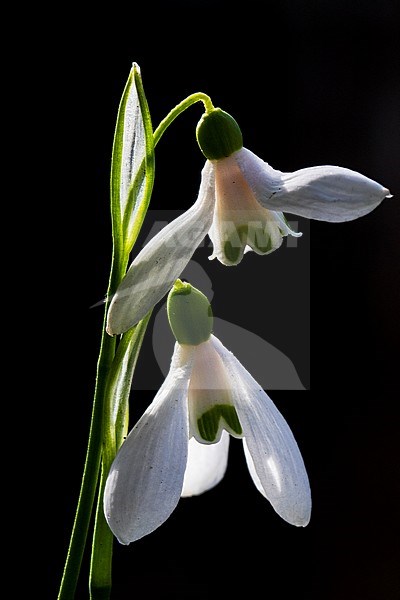 Green Snowdrop, Galanthus woronowii stock-image by Agami/Wil Leurs,