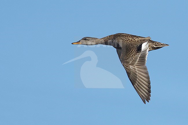 First-winter female Gadwall (Mareca strepera) in flight at Orange County, California in USA. stock-image by Agami/Brian E Small,
