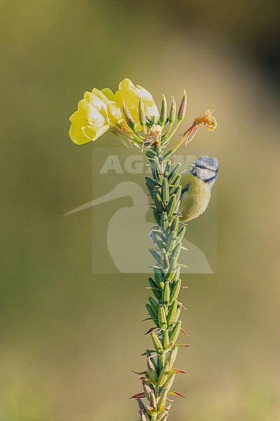  stock-image by Agami/Menno van Duijn,
