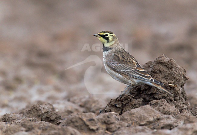 Strandleeuwerik zittend op akker. Horned Lark sitting on arable land stock-image by Agami/Ran Schols,