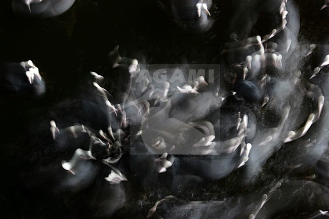 Meerkoeten; Eurasian Coot stock-image by Agami/Menno van Duijn,