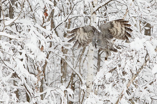 Laplanduil vliegend bij besneeuwde bomen; Great Grey Owl flying near trees with snow stock-image by Agami/Markus Varesvuo,