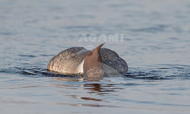 Vrouwtje Grote Zaagbek; Female Goosander stock-image by Agami/Markus Varesvuo,