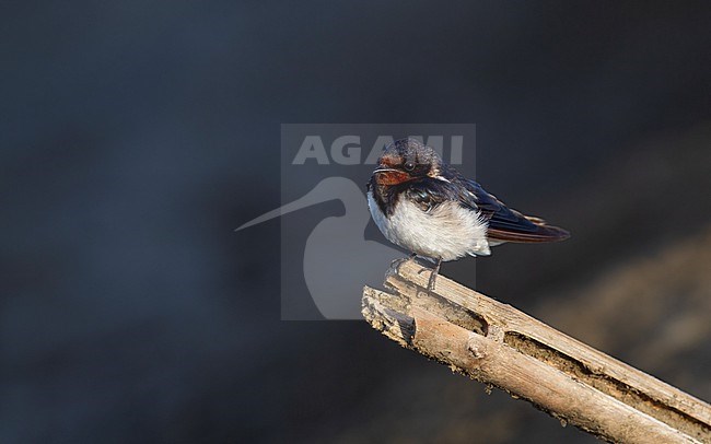 Barn Swallow (Hirundo rustica gutturalis)  adult perched on stick at Pak Thale, Thailand stock-image by Agami/Helge Sorensen,