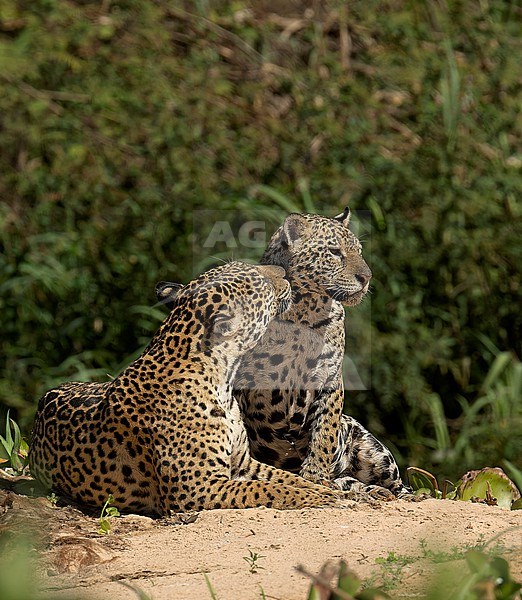 Two adult Jaguars (Panthera onca) showing affection in Pantanal, Brazil, South America. stock-image by Agami/Steve Sánchez,