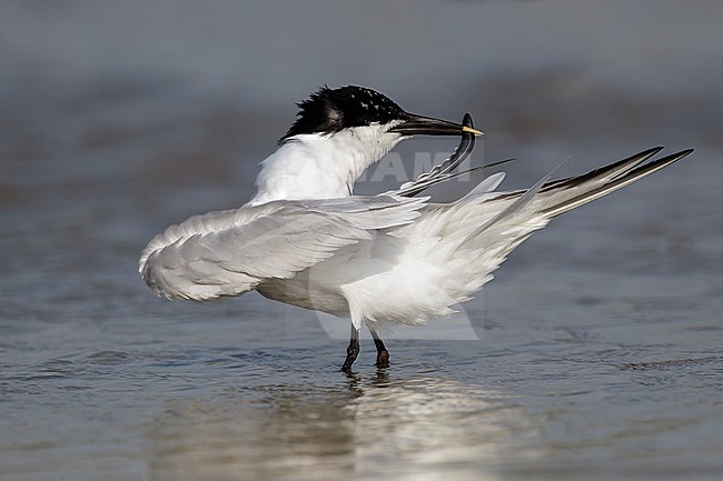 Adult breeding
Galveston Co., TX
April 2012 stock-image by Agami/Brian E Small,
