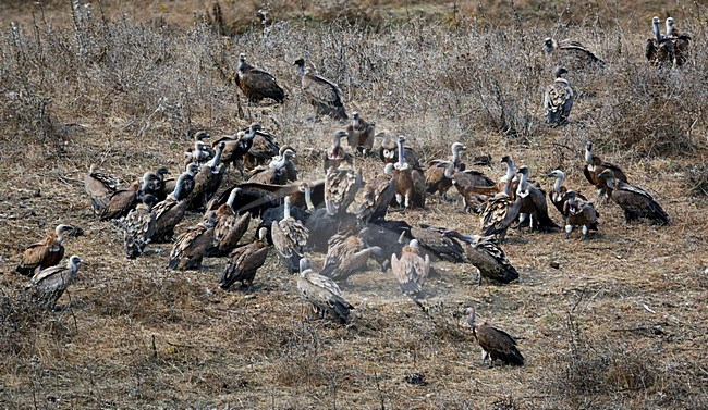 Groep Vale Gieren bij kadaver; Group of Griffon Vultures at carcass stock-image by Agami/Markus Varesvuo,