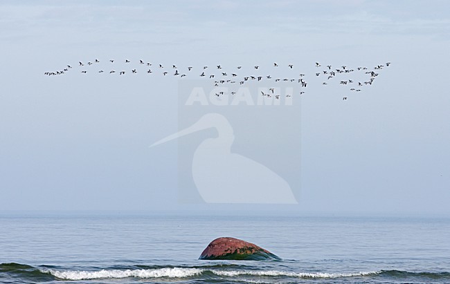 Barnacle Goose flying; Brandgans vliegend stock-image by Agami/Markus Varesvuo,