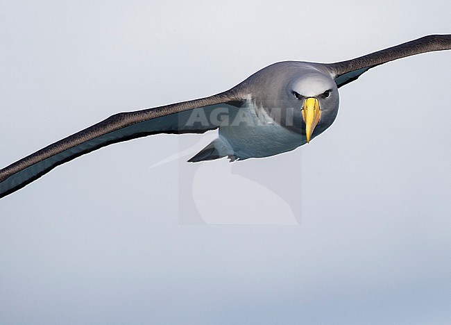 Chatham Albatross (Thalassarche eremita) at sea off the Chatham Islands in New Zealand. Adult flying close on eye-level, checking out what is happening. stock-image by Agami/Marc Guyt,