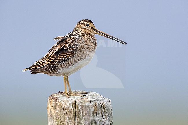 Common Snipe (Gallinago gallinago faeroeensis), side view of an adult standing on a fence post, Southern Region, Iceland stock-image by Agami/Saverio Gatto,