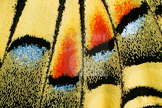 Swallowtail, Papilio machaon, Schwalbenschwanz, Germany, imago, Wing detail stock-image by Agami/Ralph Martin,