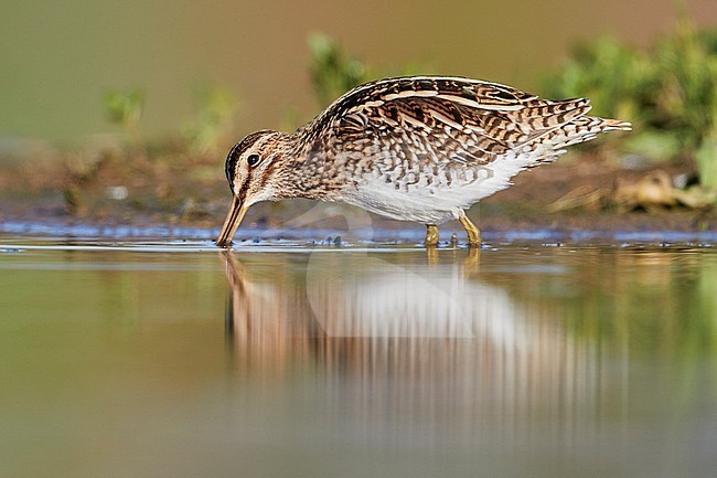 Common Snipe (Gallinago gallinago), side view of an adult lokking for food in the water, Campania, Italy stock-image by Agami/Saverio Gatto,