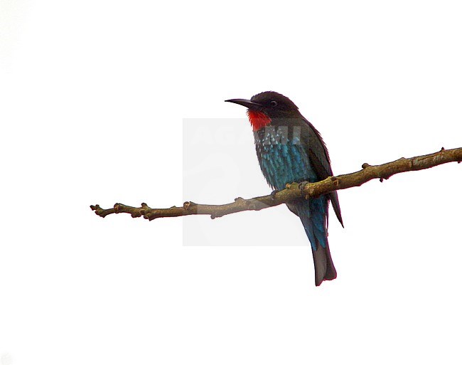 Adult Black bee-eater (Merops gularis) perched on a twig in Angola. stock-image by Agami/Pete Morris,