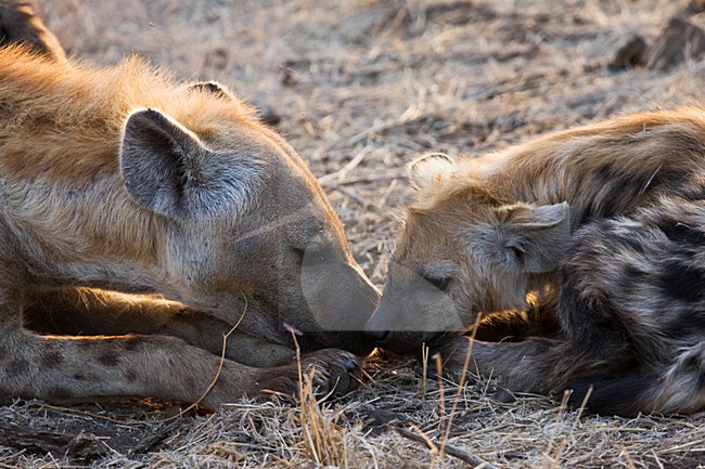 Rustende Gevlekte Hyena met jong; Resting Spotted Hyena with young stock-image by Agami/Marc Guyt,