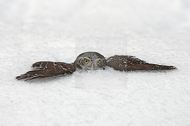 Eurasian Pygmy Owl, Dwerguil stock-image by Agami/Jari Peltomäki,