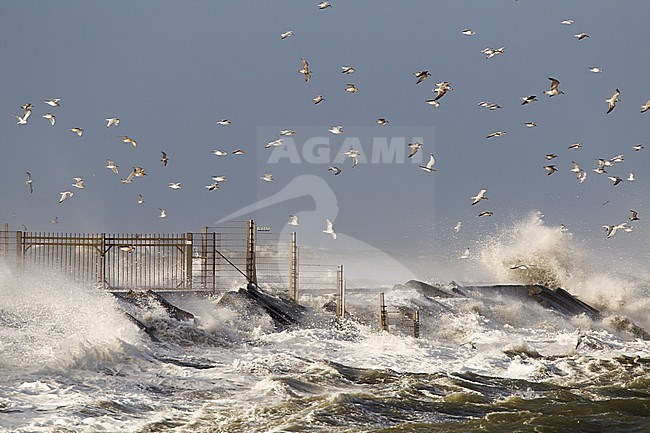 Huge waves crashing over the pier of Ijmuiden, Netherlands during severe storm over the North Sea. Flock of seagulls sheltering in the harbour. stock-image by Agami/Menno van Duijn,