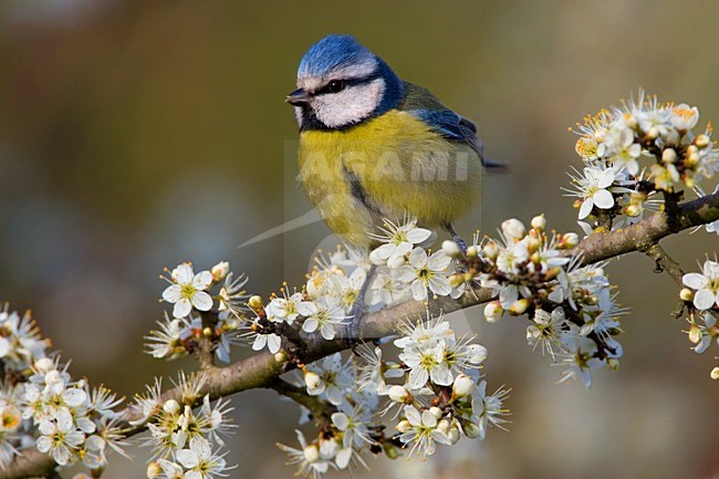 Blue Tit stitting on branch with spring flowers; Pimpelmees zittend op tak met bloesem stock-image by Agami/Daniele Occhiato,