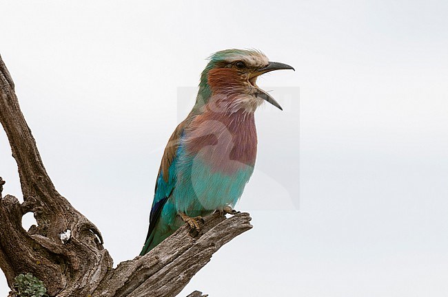 A lilac-breasted roller, Coracias caudata, perched in a dead tree. Masai Mara National Reserve, Kenya. stock-image by Agami/Sergio Pitamitz,