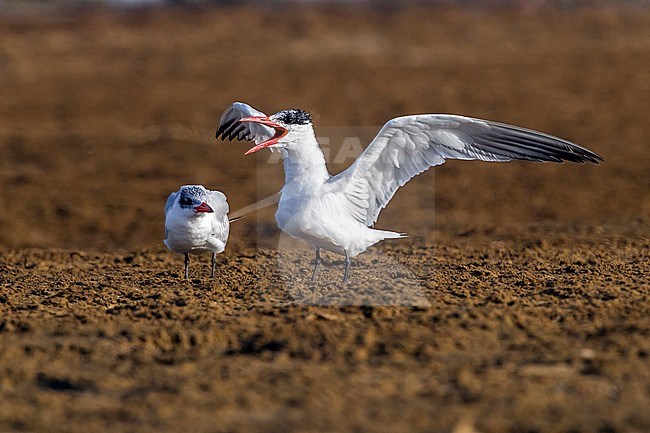 Adult Caspian Tern displaying on Hamata beach, Egypt. May 23, 2014. stock-image by Agami/Vincent Legrand,
