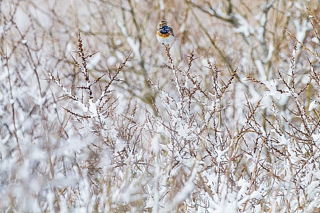 Bluethroat male singing frontal in snow covered seathorn bush in early spring stock-image by Agami/Menno van Duijn,