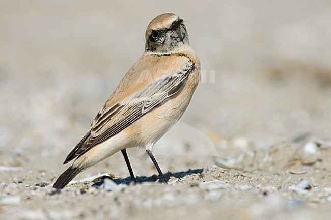 Desert Wheatear on beach of IJmuiden, Netherlands ; Woestijntapuit op het strand van IJmuiden stock-image by Agami/Marc Guyt,