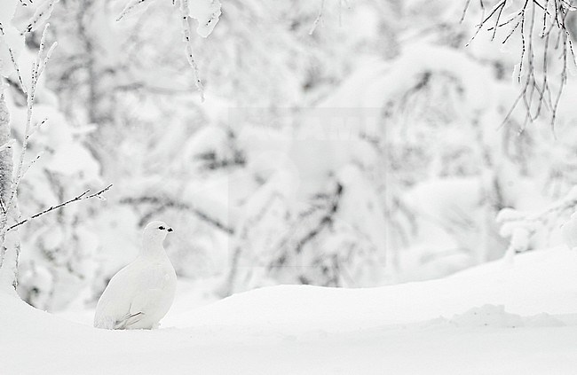 Willow Grouse (Lagopus lagopus) Inari Kiilopää Finland November 2019 stock-image by Agami/Markus Varesvuo,