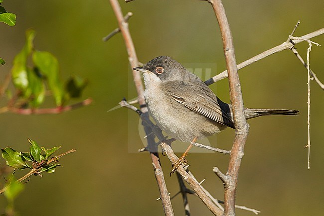 Ménétries's Warbler - Tamariskengrasmuecke - Curruca mystacea ssp. mystacea, Oman, male adult stock-image by Agami/Ralph Martin,