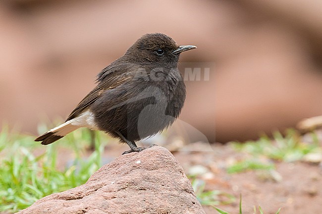 Black Wheater (Oenanthe leucura syenitica), side view of a male standing on a rock in Morocco stock-image by Agami/Saverio Gatto,