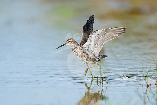 Adult breeding 
Galveston Co., TX
May 2023 stock-image by Agami/Brian E Small,