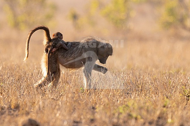 Cape Baboon (Papio ursinus), adult female carrying a cub on its back, Mpumalanga, South Africa stock-image by Agami/Saverio Gatto,