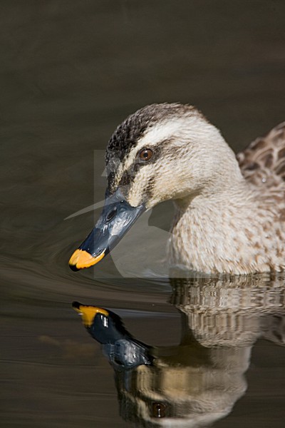 Oostelijke Vlekbekeend close-up; Eastern Spot-billed Duck close up stock-image by Agami/Marc Guyt,
