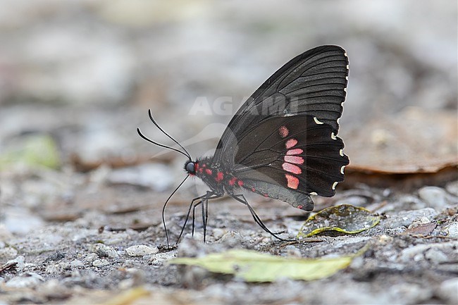 Parides sesostris butterfly at Guarinocito, Colombia.  Called Sesostris Cattle-heart on one site. stock-image by Agami/Tom Friedel,