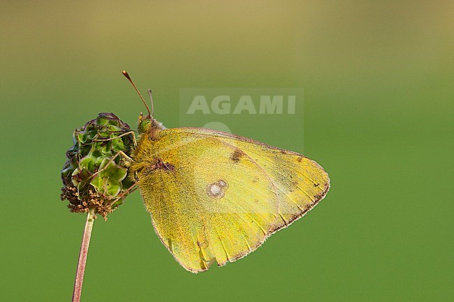 Zuidelijke luzernevlinder, Berger's Clouded Yellow (Colias alfacariensis) stock-image by Agami/Wil Leurs,