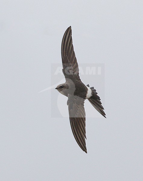 Siberische Gierzwaluw in vlucht, Pacific Swift in flight stock-image by Agami/Mike Danzenbaker,
