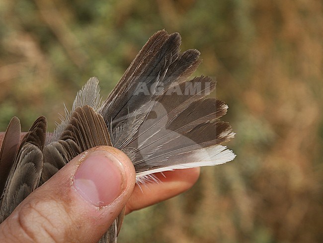 Second calendar year male Menetries's Warbler (Curruca mystacea) caught in a research station near Eilat in Israel. Showing tail feathers. stock-image by Agami/Christian Brinkman,