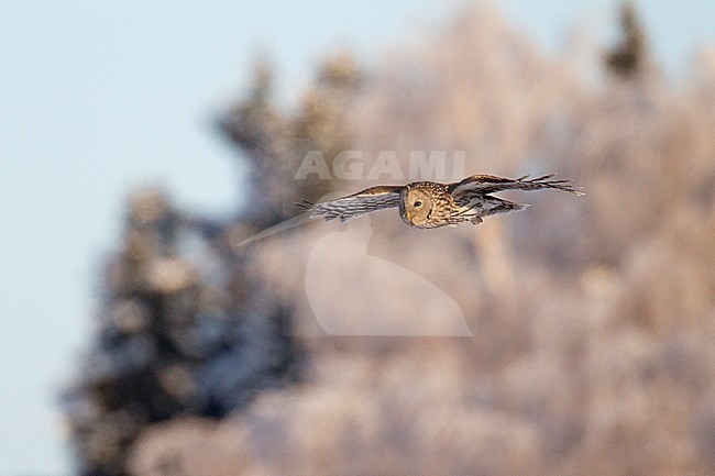 Ural Owl (Strix uralensis) in flight in Finland. stock-image by Agami/Arto Juvonen,