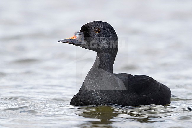 Common Scoter (Melanitta  nigra), adult male swimming in a lake stock-image by Agami/Saverio Gatto,