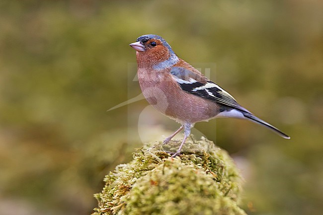 Male Common Chaffinch, Fringilla coelebs, in Italy. stock-image by Agami/Daniele Occhiato,