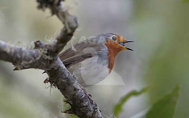 Canary Islands Robin (Erithacus rubecula superbus) singing from a branch at Tenerife, Canary Islands, Spain stock-image by Agami/Helge Sorensen,